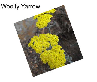 Woolly Yarrow