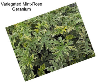 Variegated Mint-Rose Geranium