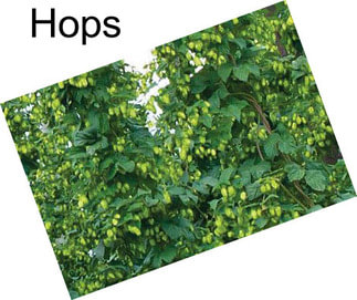 Hops