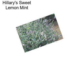 Hillary\'s Sweet Lemon Mint