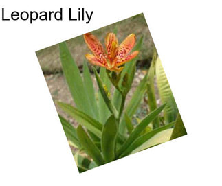 Leopard Lily