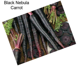 Black Nebula Carrot