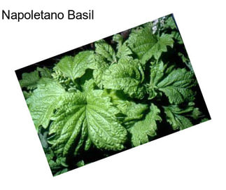 Napoletano Basil