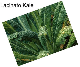 Lacinato Kale