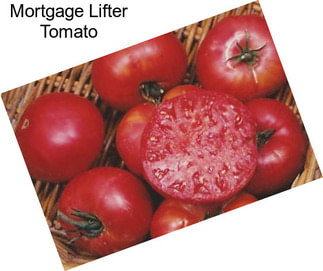 Mortgage Lifter Tomato