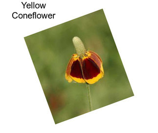 Yellow Coneflower