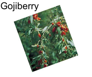 Gojiberry