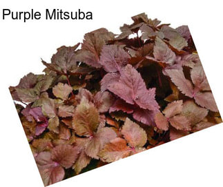 Purple Mitsuba