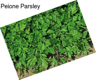 Peione Parsley