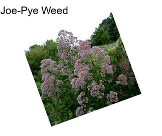 Joe-Pye Weed