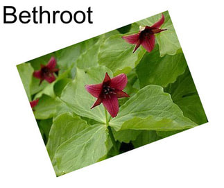 Bethroot