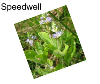 Speedwell