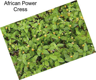 African Power Cress