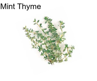 Mint Thyme