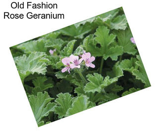 Old Fashion Rose Geranium