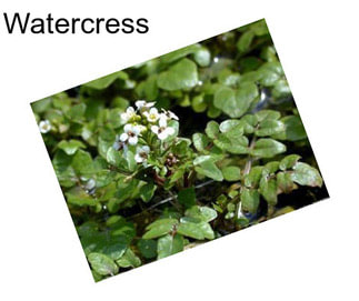 Watercress