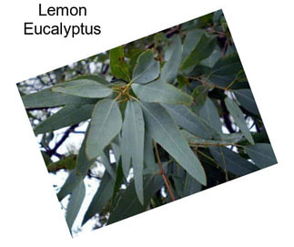 Lemon Eucalyptus