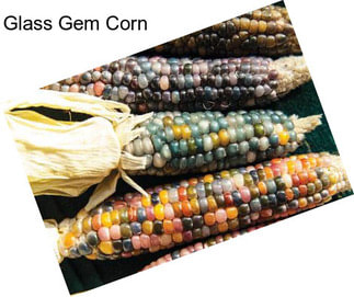 Glass Gem Corn