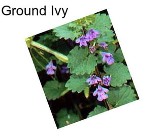 Ground Ivy