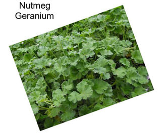 Nutmeg Geranium