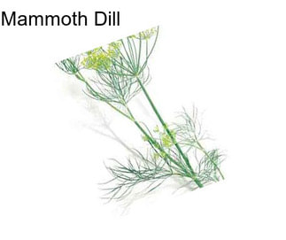 Mammoth Dill