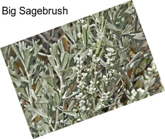 Big Sagebrush