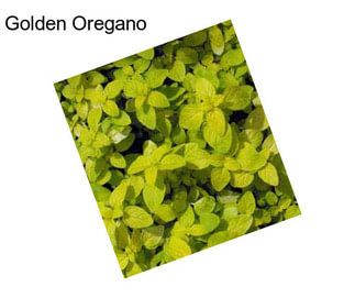 Golden Oregano