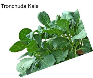 Tronchuda Kale