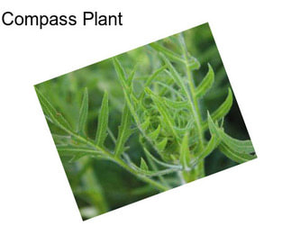 Compass Plant