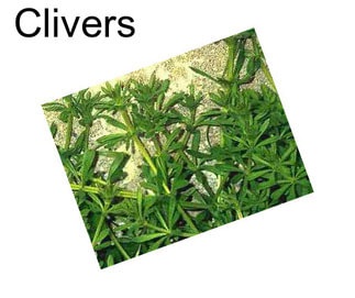 Clivers