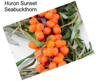 Huron Sunset Seabuckthorn