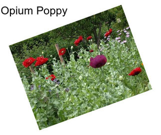 Opium Poppy