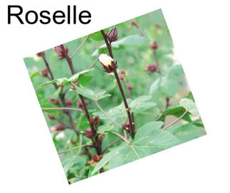 Roselle