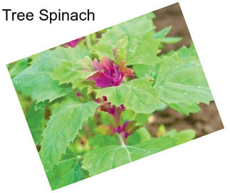 Tree Spinach