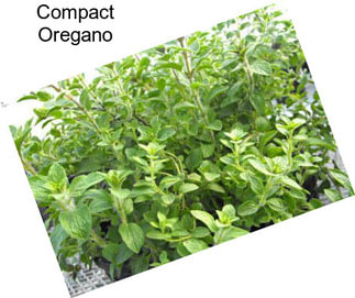 Compact Oregano