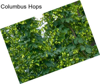 Columbus Hops