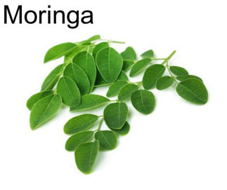 Moringa