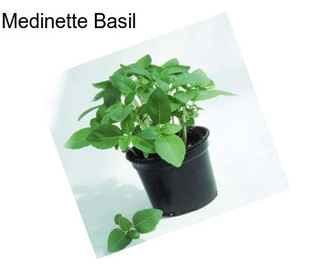 Medinette Basil