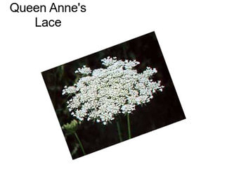 Queen Anne\'s Lace