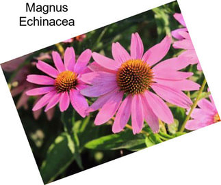 Magnus Echinacea