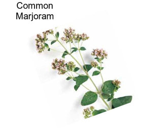 Common Marjoram