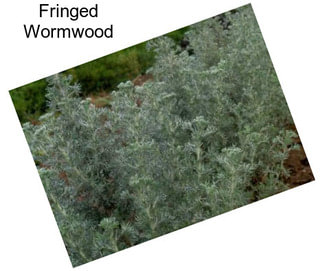 Fringed Wormwood