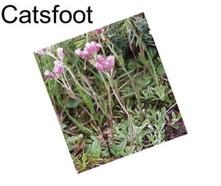 Catsfoot