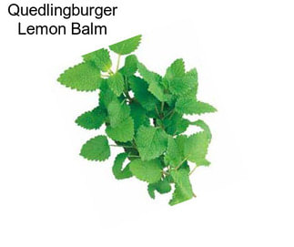 Quedlingburger Lemon Balm