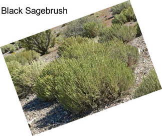 Black Sagebrush