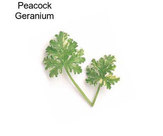 Peacock Geranium