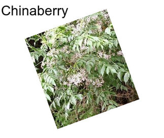 Chinaberry