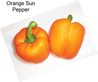 Orange Sun Pepper