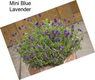 Mini Blue Lavender