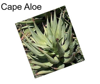 Cape Aloe